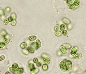 A cluster of a bacteria called Gloeocapsa Magma that are green in color